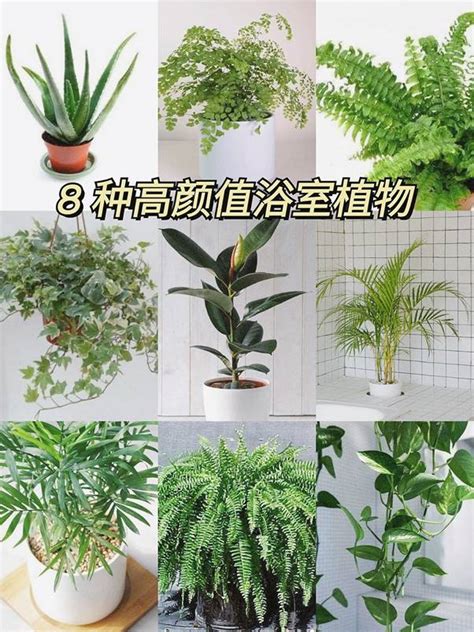 適合放浴室的植物